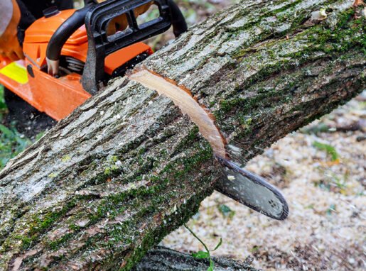 Tree Cutting