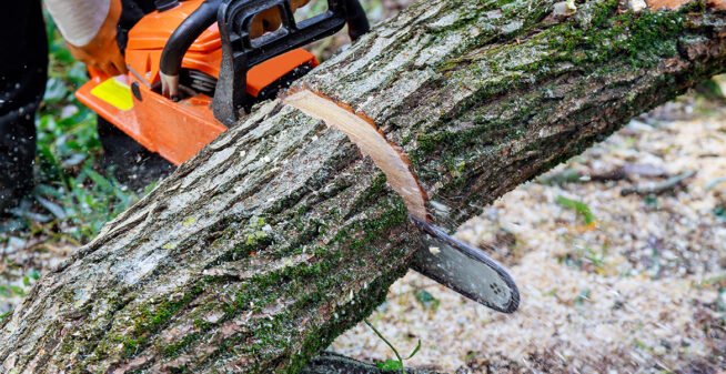 Tree Cutting