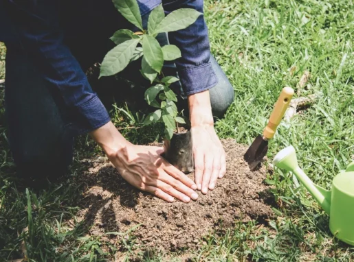 Tree Planting