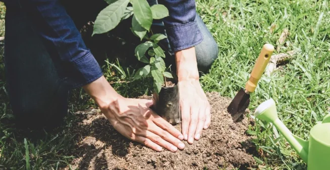 Tree Planting